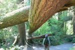 PICTURES/Ho Rainforest - Ho Trail/t_Big Fall1.JPG